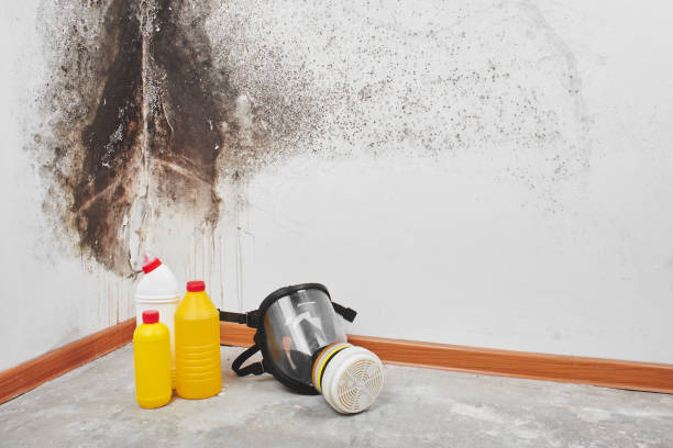 Best Mold Cleaning Services  in Hinton, OK