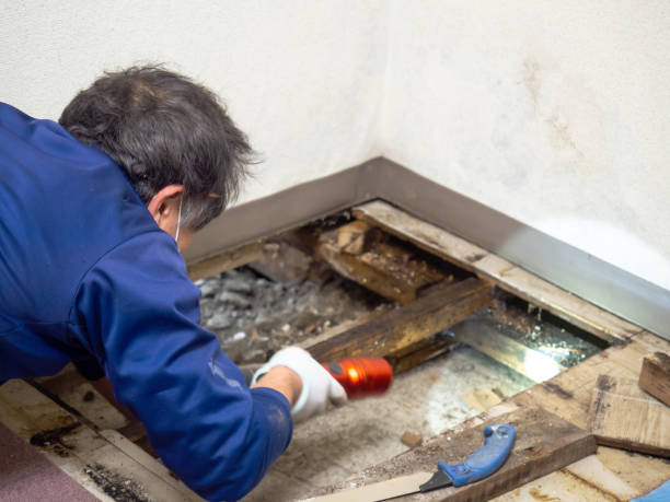 Best Emergency Mold Removal  in Hinton, OK