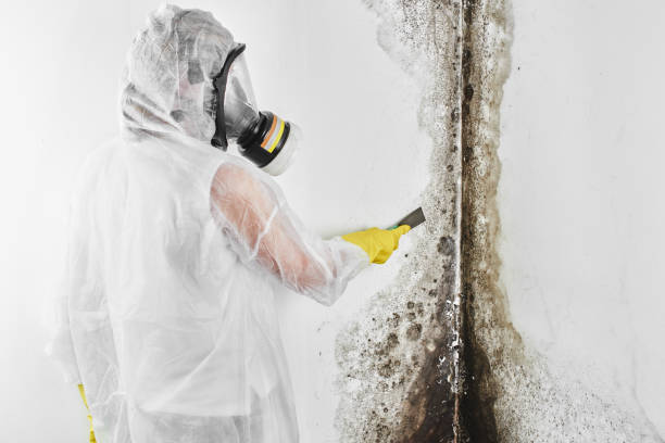 Best Mold Remediation Services  in Hinton, OK