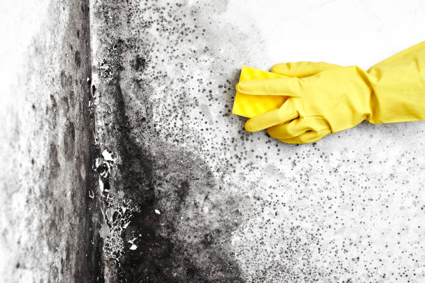 Best Home Mold Removal  in Hinton, OK