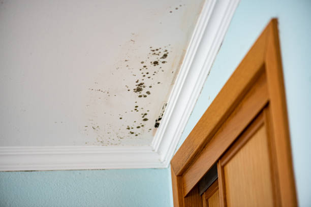 Reliable Hinton, OK Mold Removal Solutions